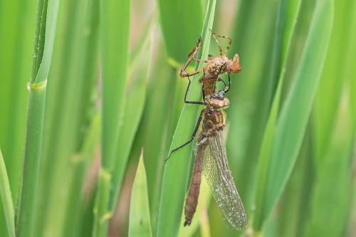 Cordulia aenea